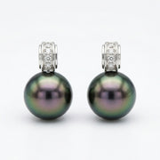 Tahitian Black Pearl Stud Earrings – pearl earrings, front view